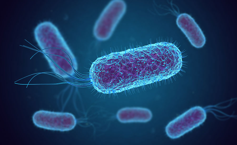 A photo of E.coli bacteria.