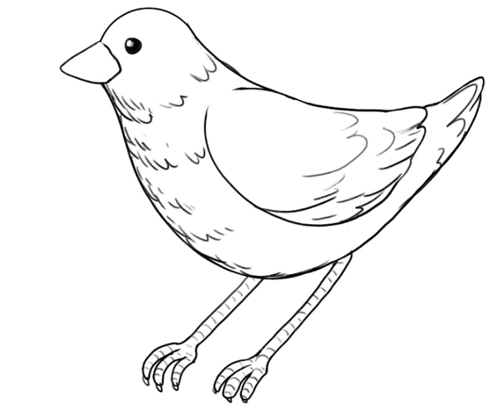 The horizontal lines are added to the bird’s feet and legs.​