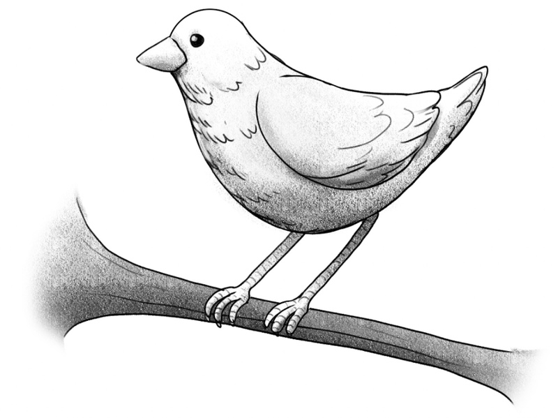The bird drawing is shaded in various grey hues.​
