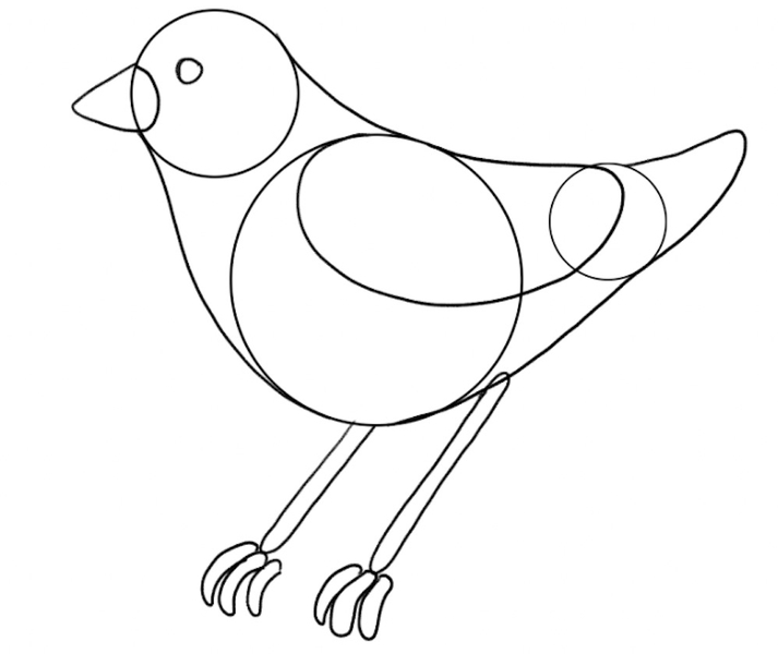 The bird’s toes are added to the sketch.​