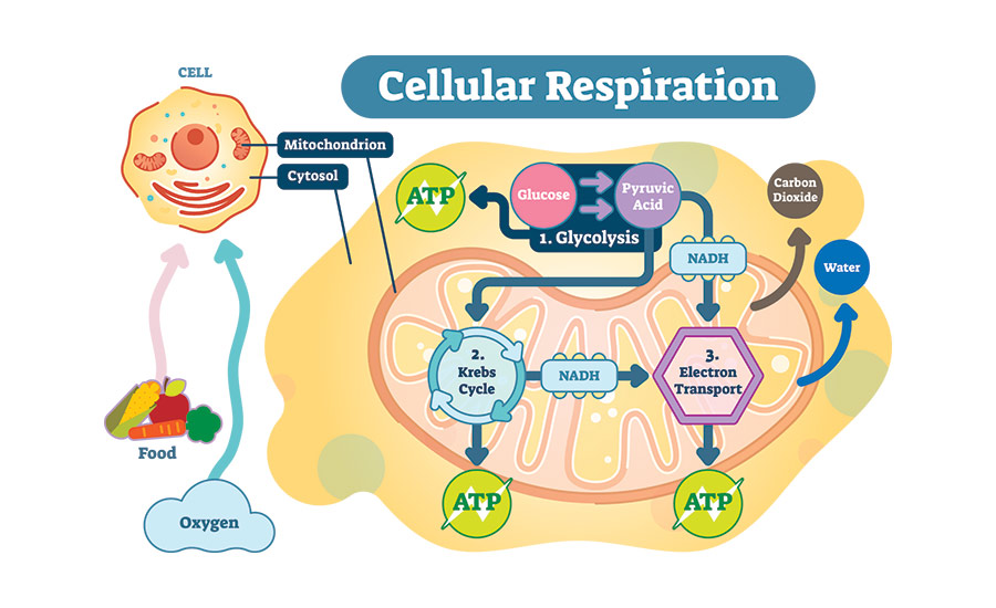 Stock image showing what the process of cellular respiration looks like.