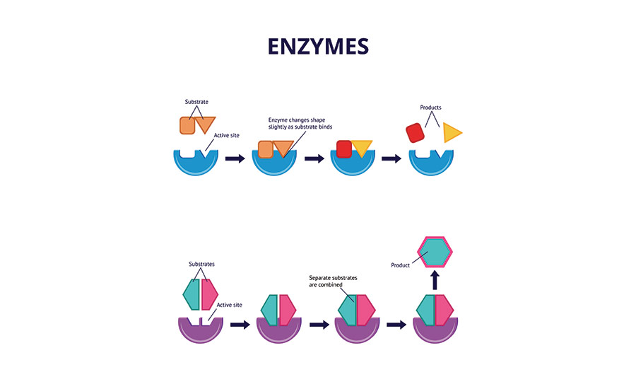 Stock photo illustrating how enzymes work and what they do. Image used in the “What Is Cellular Metabolism? Here's All You Need To Know” blog post.