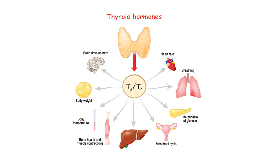 Illustration depicting body functions affected by thyroid hormones.