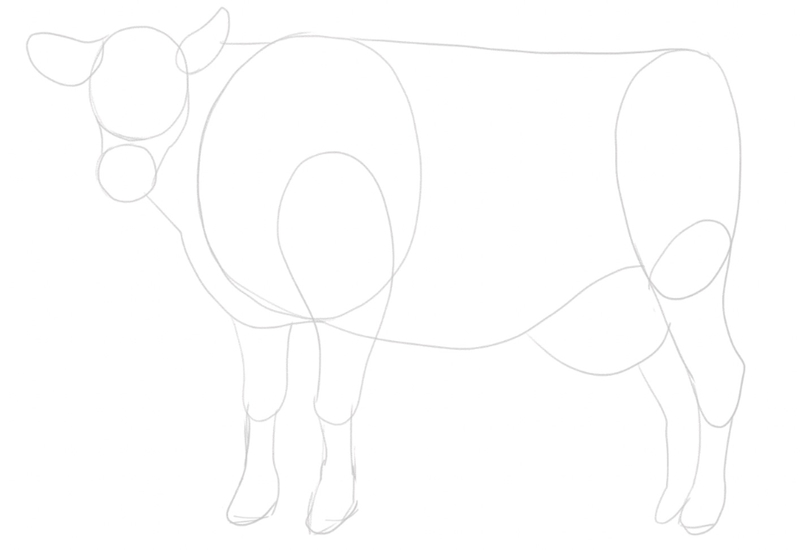 Back legs are added to the sketch. Image used in the “Cow Drawing 101: A Simple 5-Step Guide [Video + Images]” blog post.​