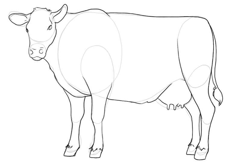 Details added to the rest of the cow’s body.​