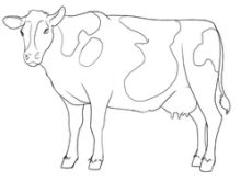 Steps showing the process of creating a cow drawing.