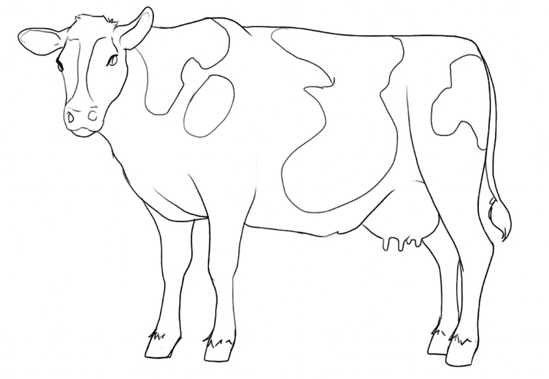 Patches are added to the cow’s back.​
