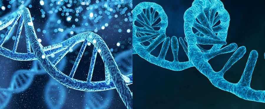 dna vs rna hero image