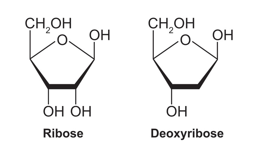 DNA and RNA sugars. Image used in the “DNA vs. RNA — 5 Key Differences You Should Know” blog post.