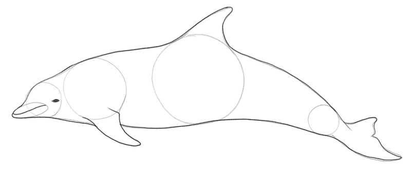 The dolphin’s body with an eye and the mouth drawn on it.​