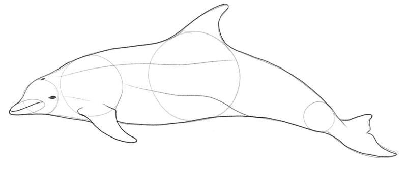 Three horizontal lines are going across the dolphin’s body.​