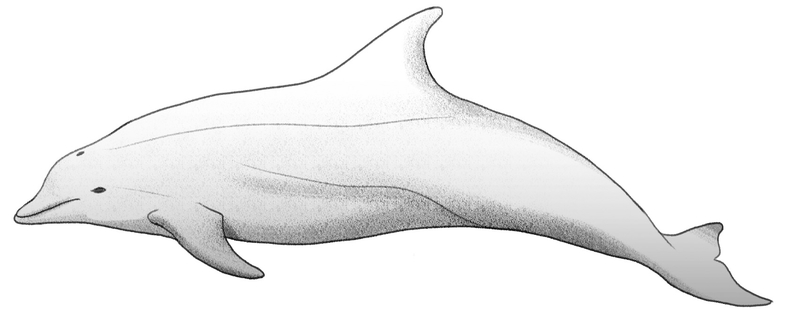 Finished drawing of a dolphin.​