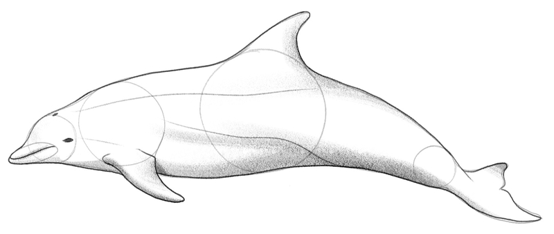 Softly shaded dolphin’s body.​