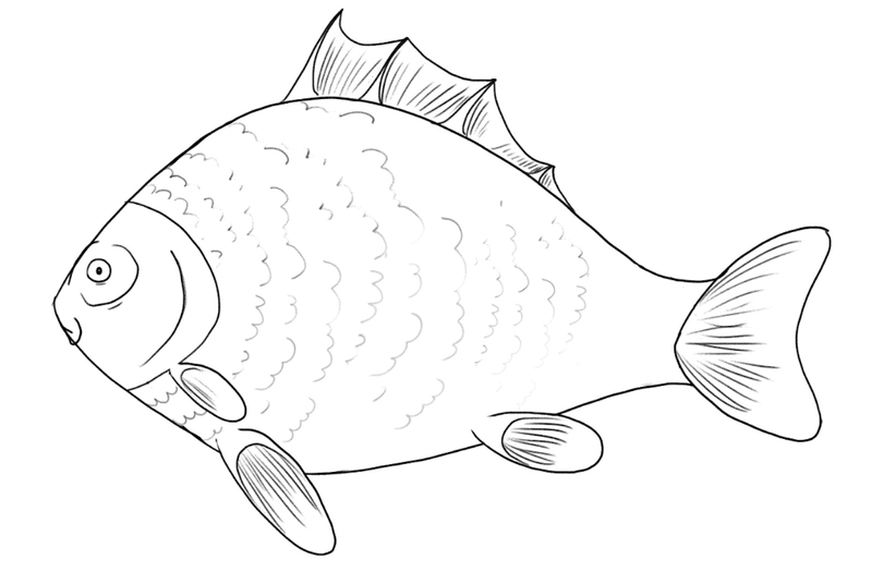 The scales are added to the fish drawing. ​