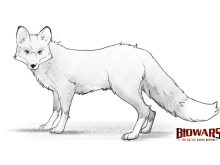 fox drawing hero image