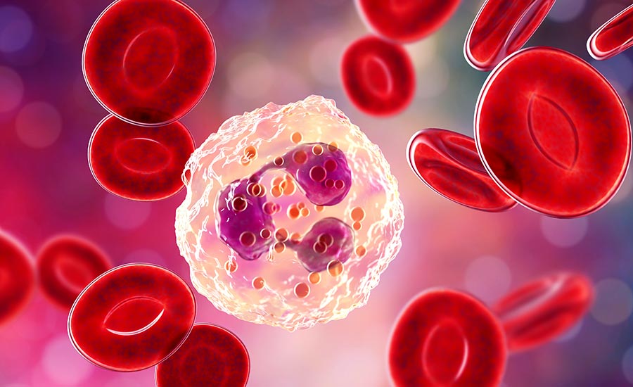 What does the nucleus look like? Here's a mockup of a multi-lobed nucleus typical of neutrophils.