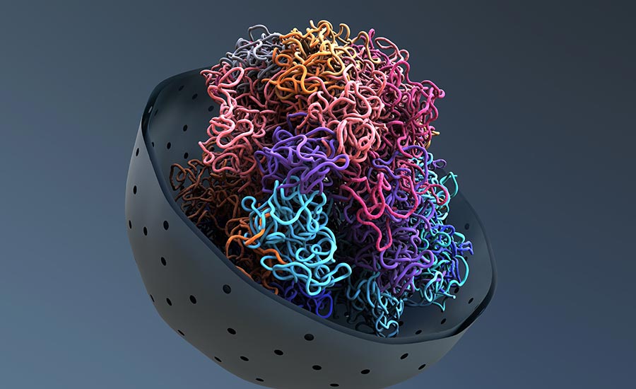 What is the nucleus structure like? The nucleus is comprised of the nuclear envelope, nuclear pores, nucleoplasm, chromosomes and nucleolus.