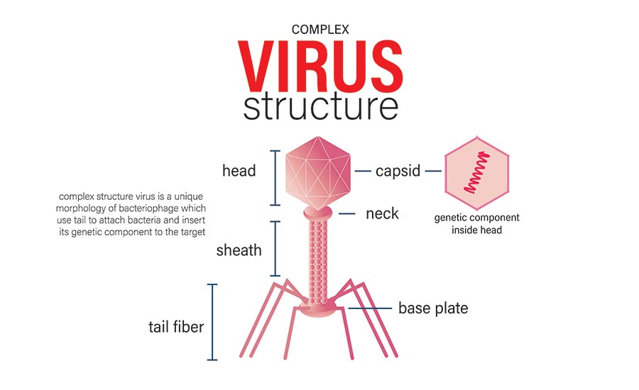A 3D depiction of a bacteriophage with a short description of its parts. 