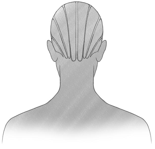A man’s hair is divided into eight sections. ​