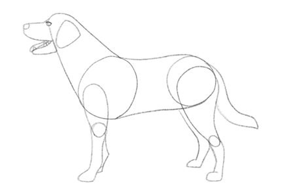 Illustration showing the dog’s legs on the other side.