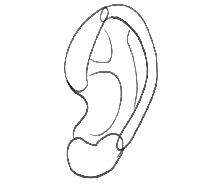 Illustration of the finished ear outline.​