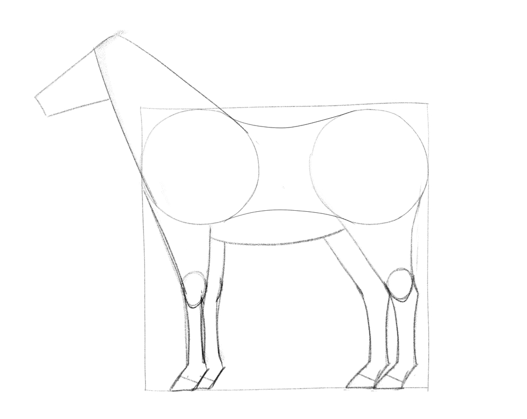 Illustration of a horse showing all four legs complete. ​