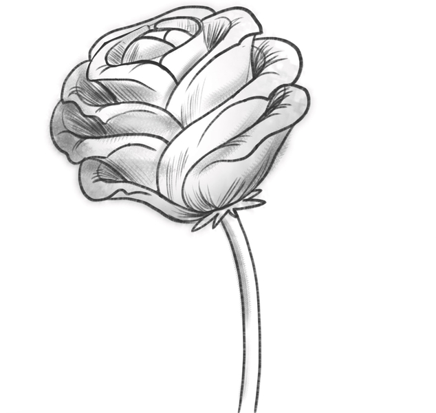 The finished drawing of a rose. 
