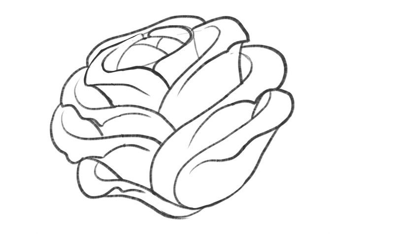 The sketch of the rose flower with all petals in place. 