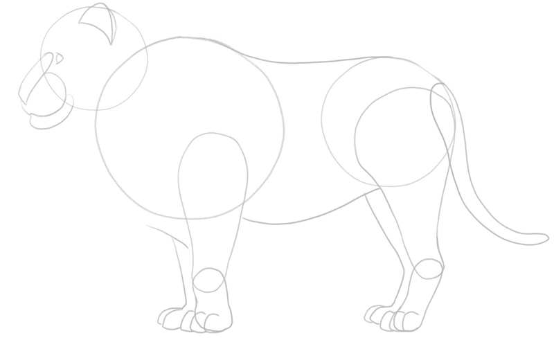 The finished outline of the lion’s body. ​
