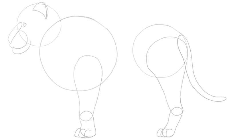 The lion’s toes are added to the sketch.​