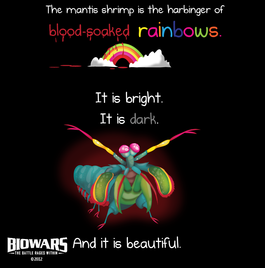 mantis shrimp