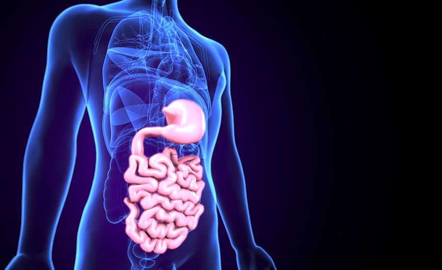 Microbes are important for digestion. Image used in the "What Are Microbes?" blog post.