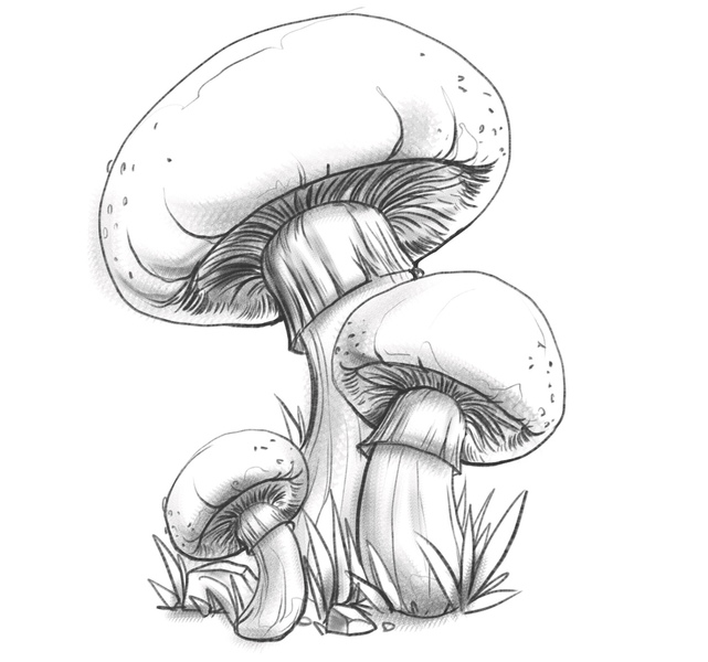A finished sketch of three mushrooms.