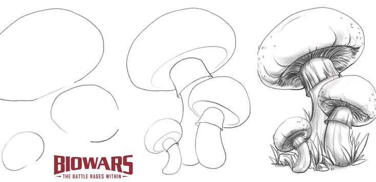 mushroom drawing hero image