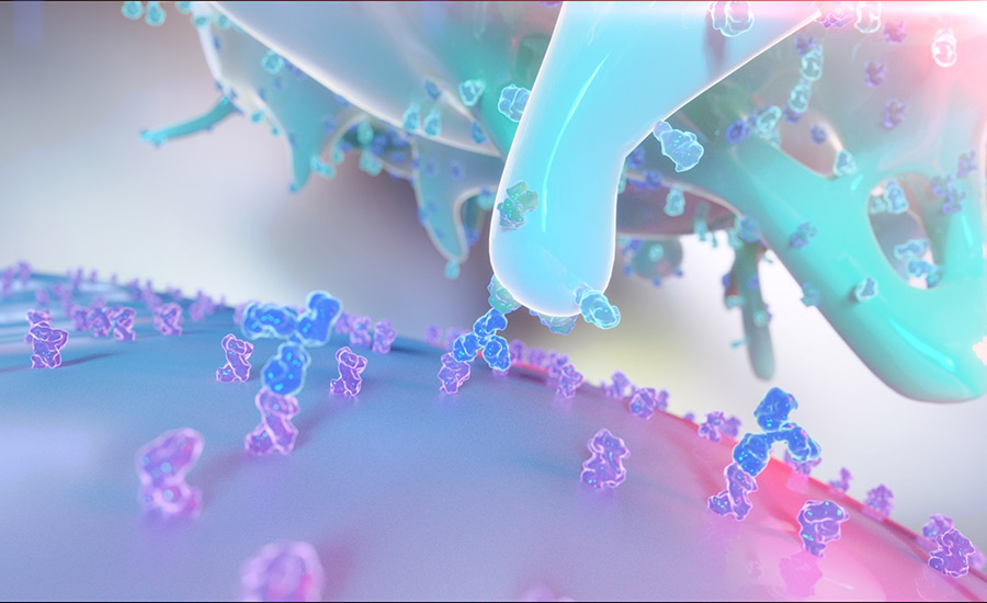 Natural Killer Cells using a death receptor to identify cancerous cells.