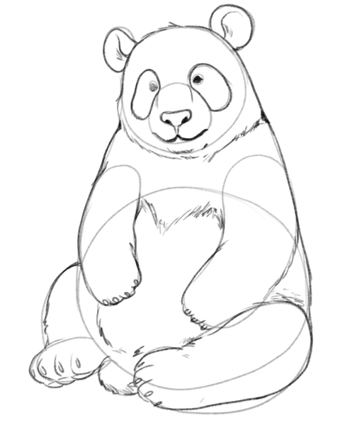 The panda’s body is now fully outlined.​