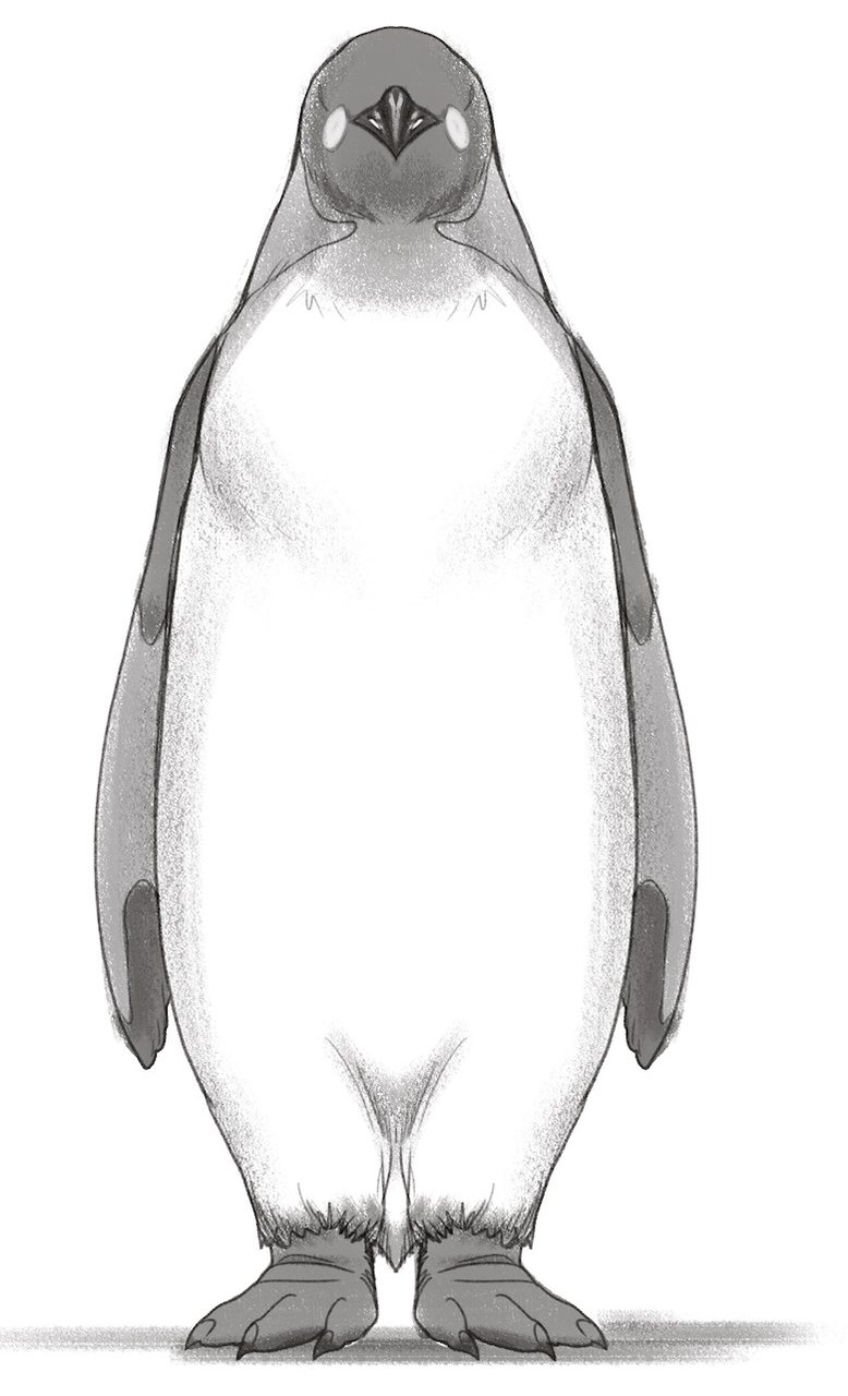 The finished penguin drawing. ​