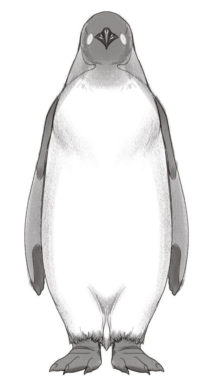 The penguin’s body is shaded in different grey hues. ​