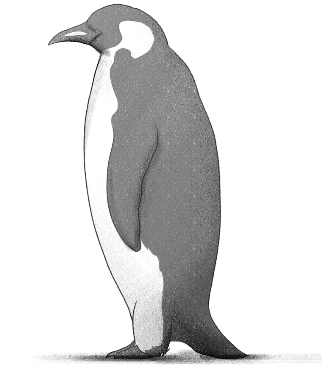 Finished drawing of a penguin. ​