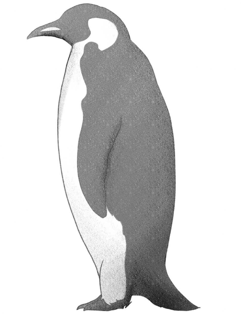 Penguin with guidelines removed. 