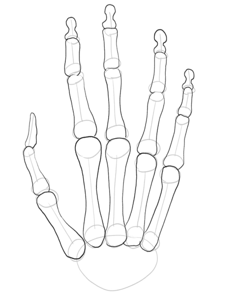 The outline of distal phalanges is completed. ​