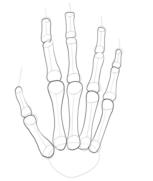 Middle phalanges are outlined. ​