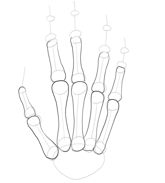 Proximal bones are now outlined. ​
