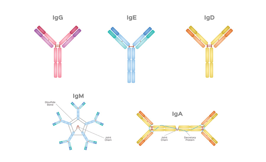 Illustration showing main types of antibodies. Image used in the “What Types Of Antibodies Exist & How They Keep You Healthy” blog post.