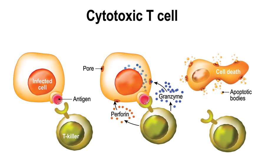 Stock image showing how cytotoxic T-Cells work.​