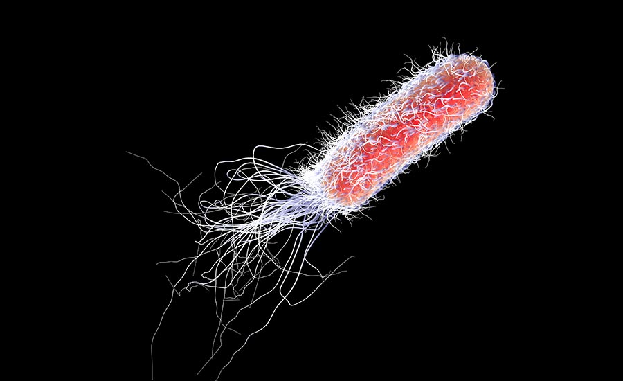 Stock image showing a bacteria with pili and flagella. Image used in the “What is the difference between virus and bacteria” blog post.​