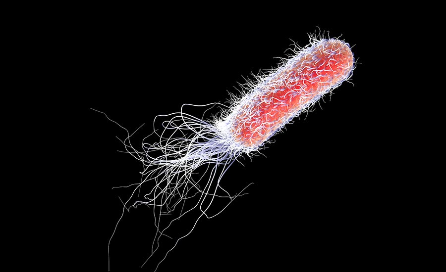 Stock image showing a bacteria with pili and flagella. Image used in the “What is the difference between virus and bacteria” blog post.