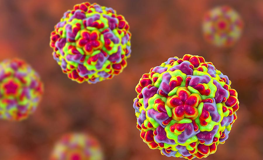 Stock image illustrating the Rhinovirus.