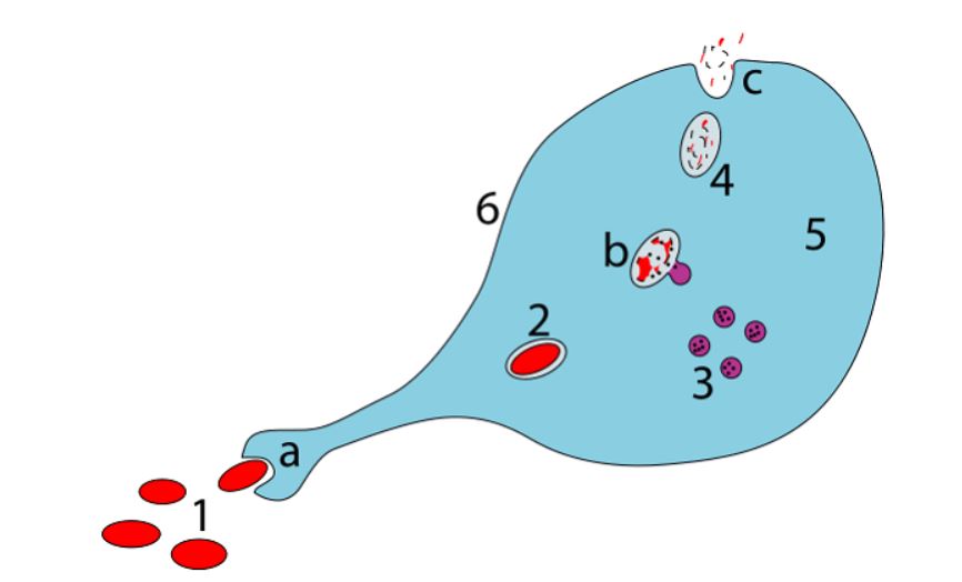 Phagocytosis, the main function of macrophages, takes place in several stages — image used for the “What Are Macrophages” blog post.