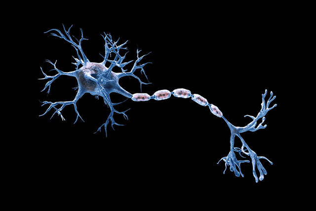 Stock photo illustrating the structure of a neuron.​